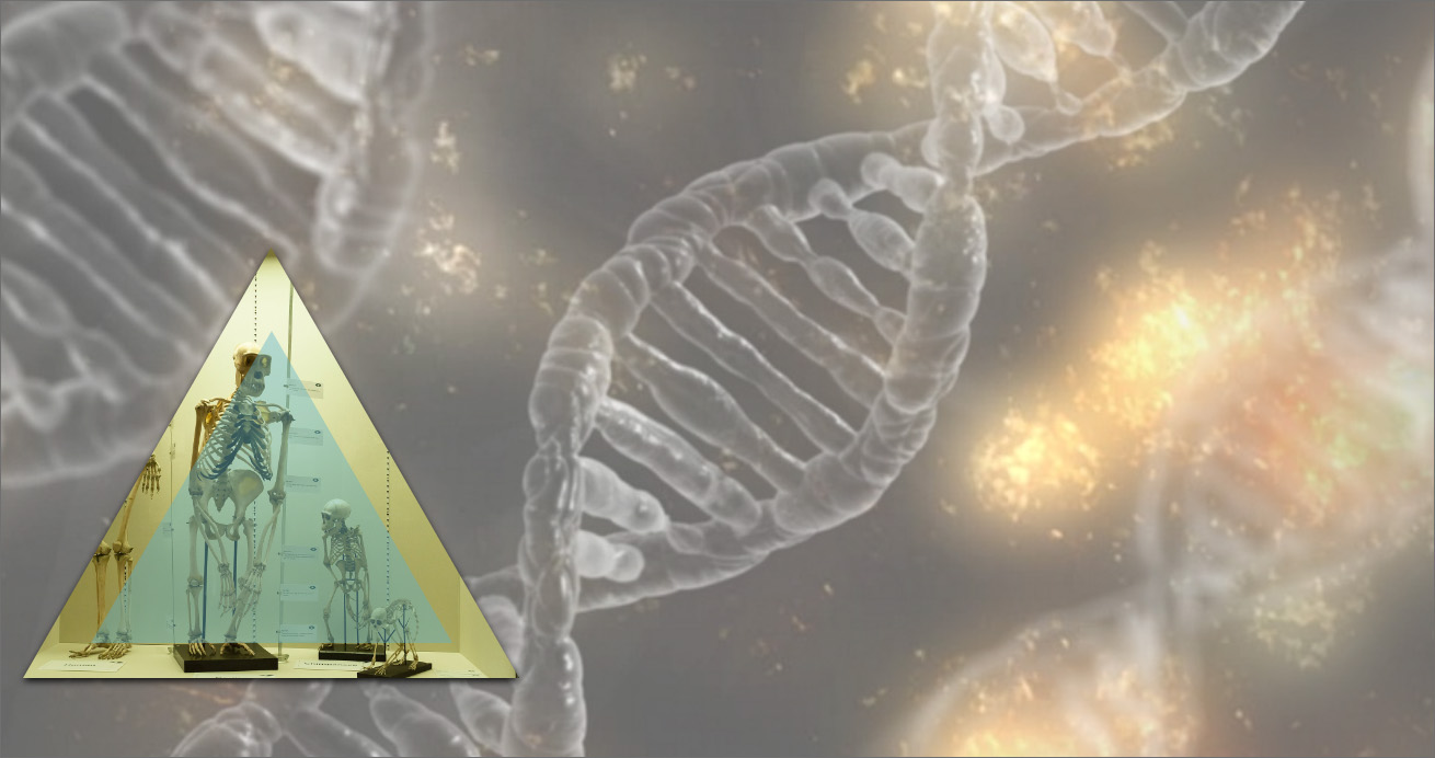 Dna background with sceleton triangle image